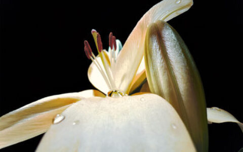 用手機就能拍出水滴凝結　 iPhone微距攝影挑戰最佳照片出爐