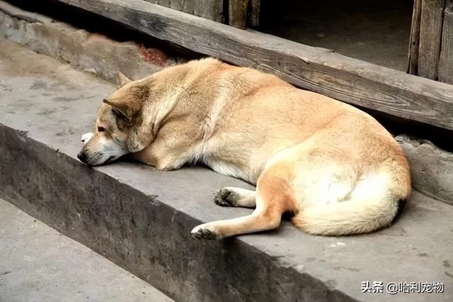 狗狗走丟晚上哪裡過夜（狗走丟了晚上怎麼過夜）