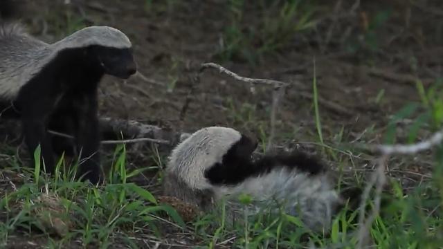 蜜獾的天敵是什麼動物（獾的天敵是啥）